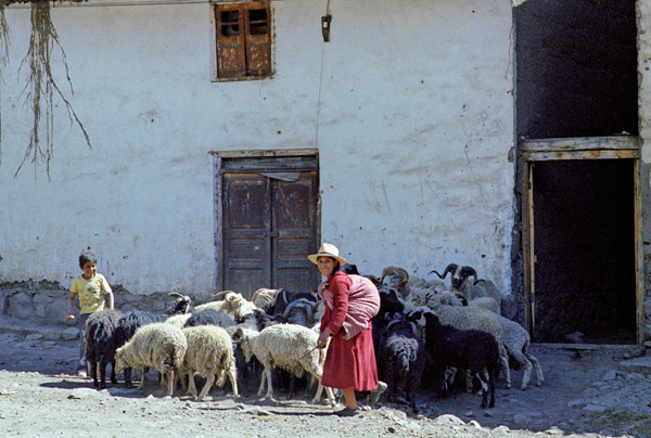 Bergre et troupeau, Chavin de Huantar, Prou