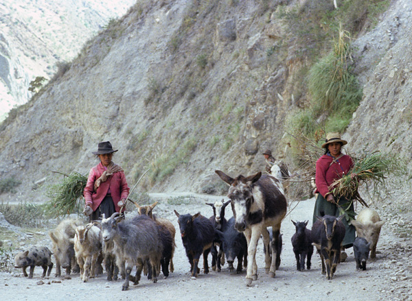 Bergres et un troupeau insolite, rgion de Chavin de Huantar, Prou