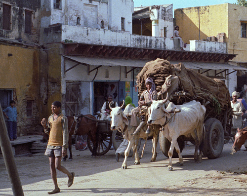 Chariot tir par des boeufs, Agra, Inde