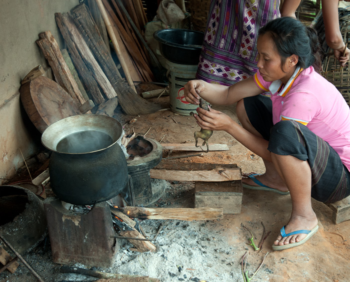 Rat cuisin, Laos
