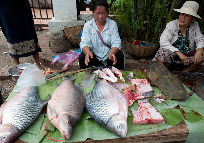 Carpes et poisson chat du Mekong, march de Luang Prabang, Laos