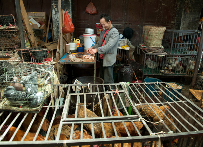 Vendeur de poules et pigeons, march central de Lijiang, Yunnan, Chine