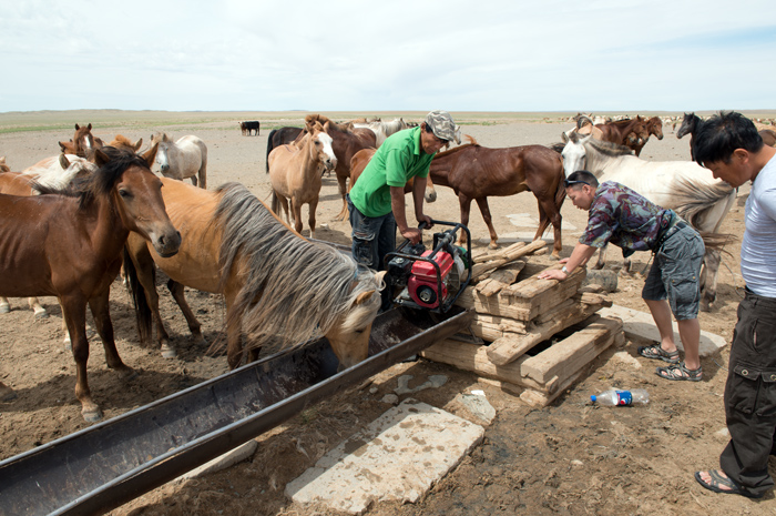 Troupeau de chevaux, dsert de Gobi, Mongolie