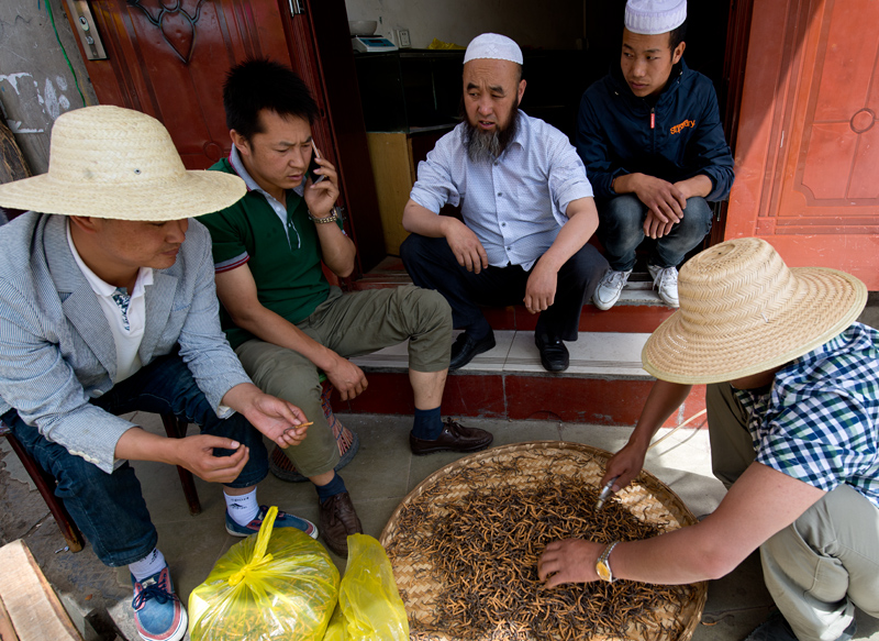 Vendeurs de Yartsa Gunbou, Ophiocordyceps sinensis, Lhassa, Tibet, Chine