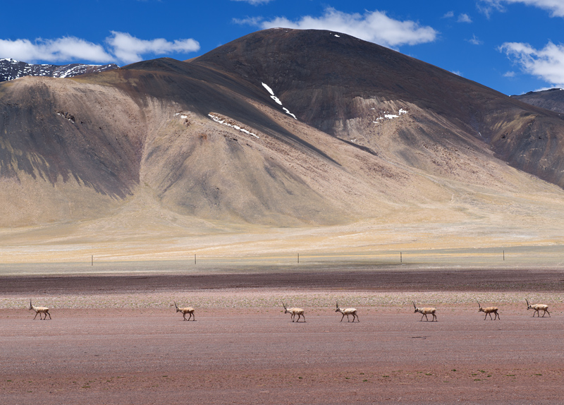 Antilopes du Tibet, Pantholops hodgsonii, Aksai Chin, Xinjiang, Chine