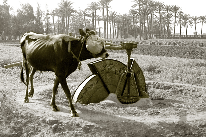 Roue persanne (ou Noria) utilise pour l'irrigation, Saqqarah, Egypte