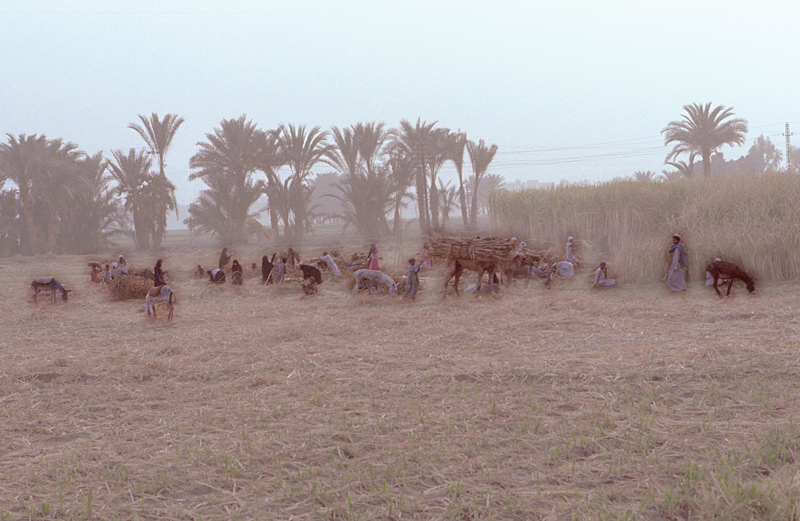 Paysage biblique, paysans prs de Saqqarah, Egypte
