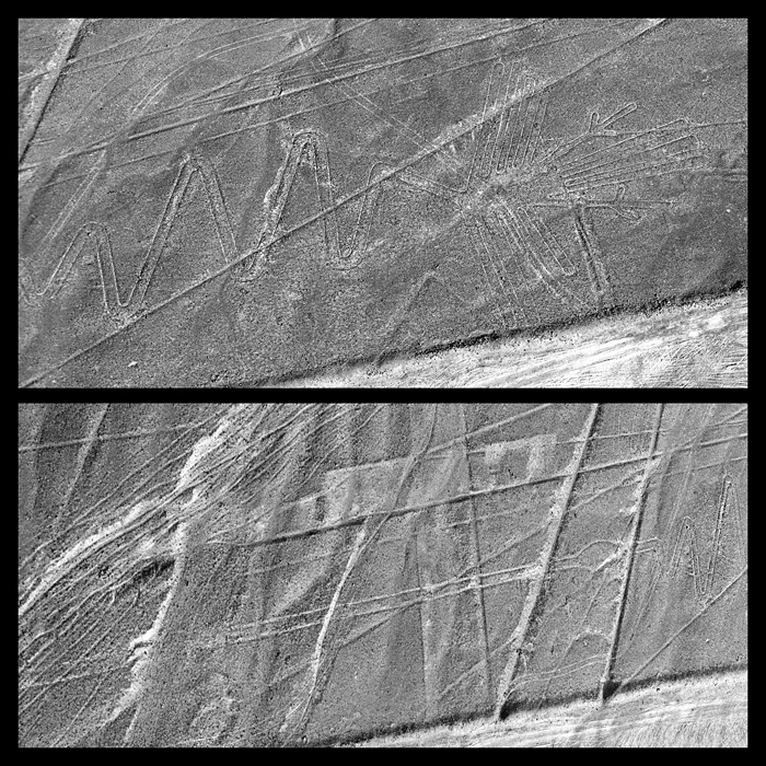 Nazca: gogantesque plican